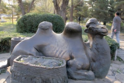 公園里的純銅鑄造駱駝，臥地休息的駱駝銅雕